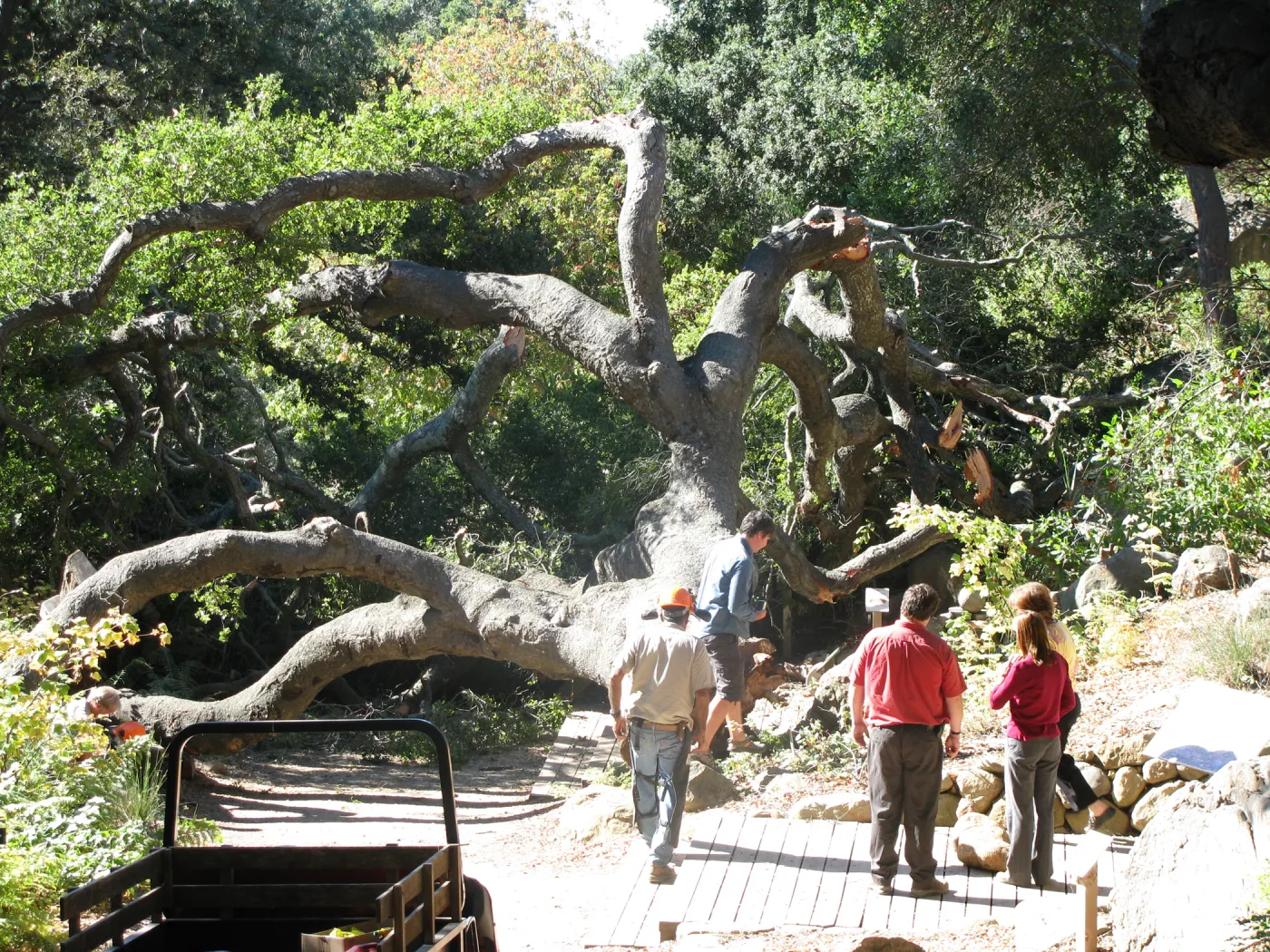 Fallen Oak in Discovery Garden