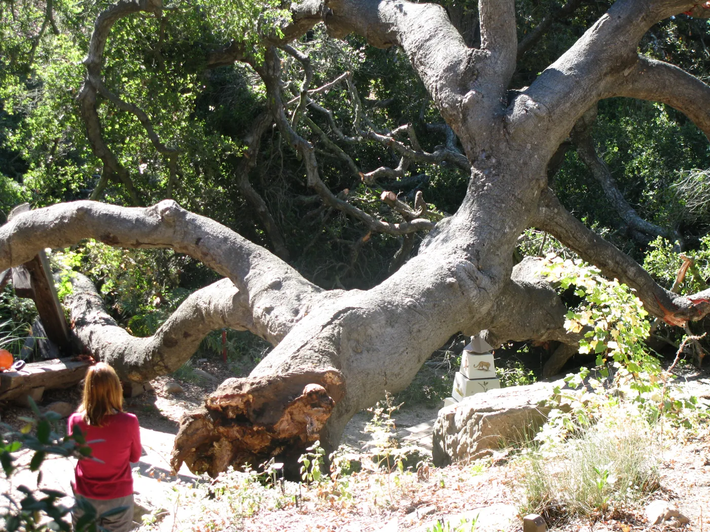 Fallen Oak in Discovery Garden