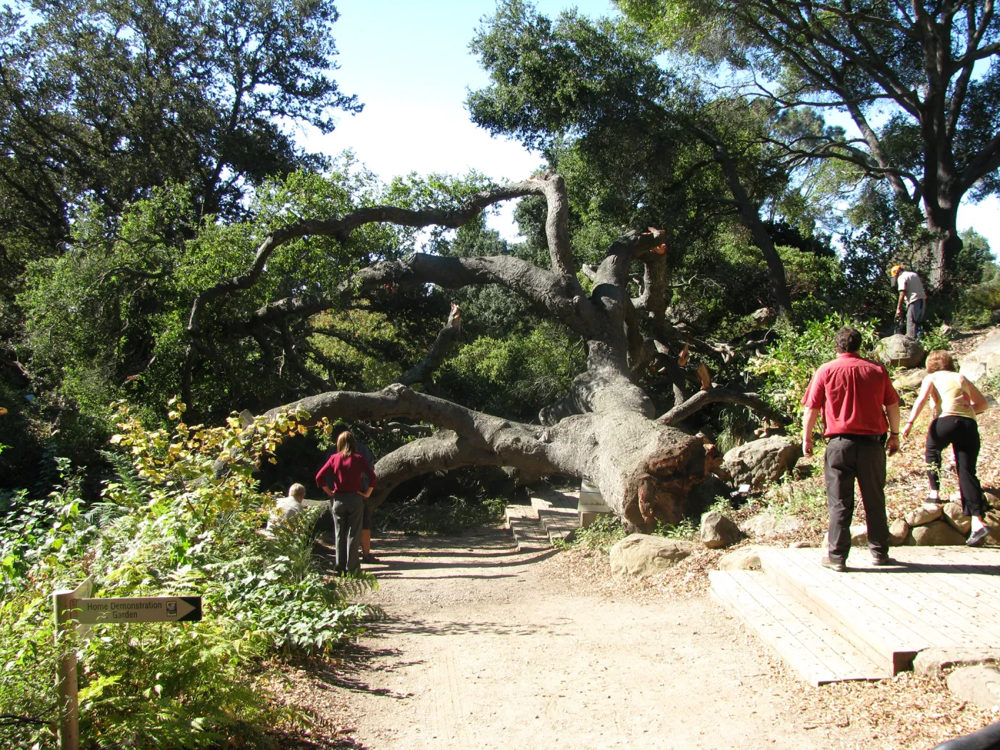Fallen Oak in Discovery Garden