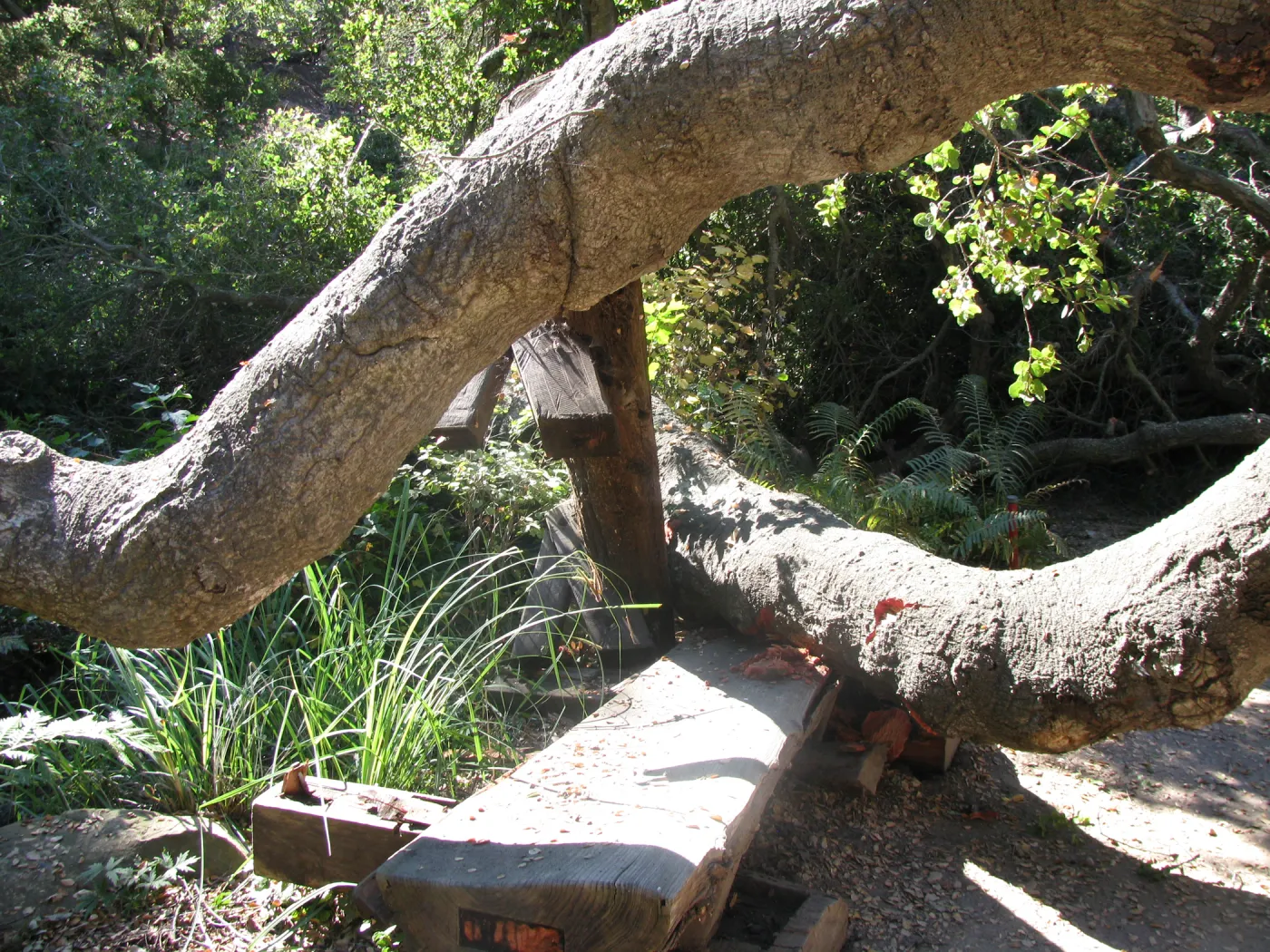 Fallen Oak in Discovery Garden