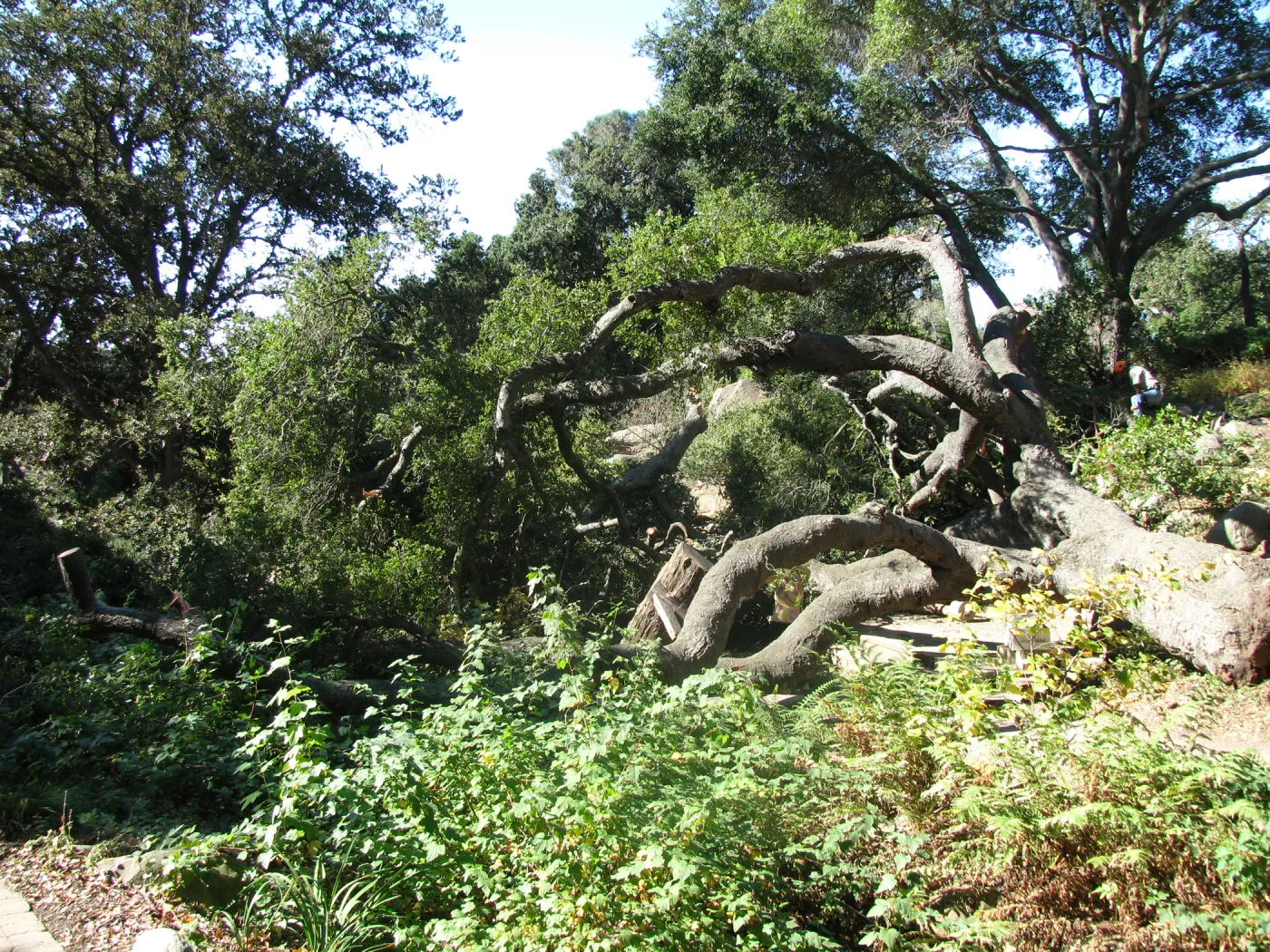 Fallen Oak in Discovery Garden