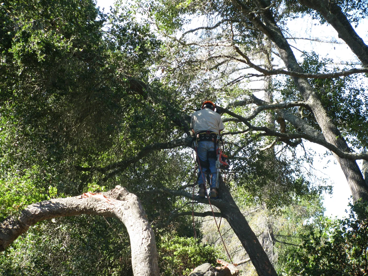 Fallen Oak in Discovery Garden