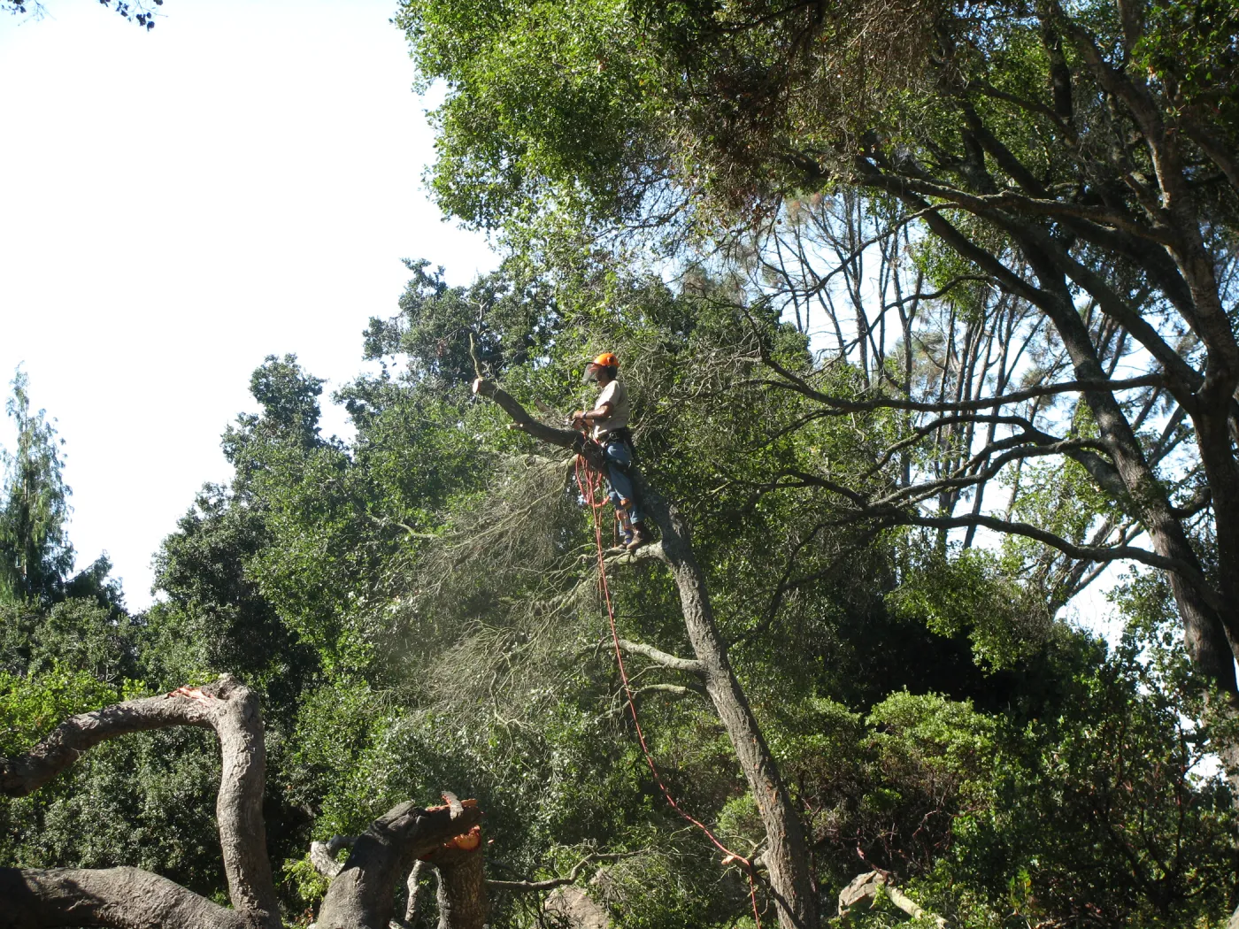Fallen Oak in Discovery Garden