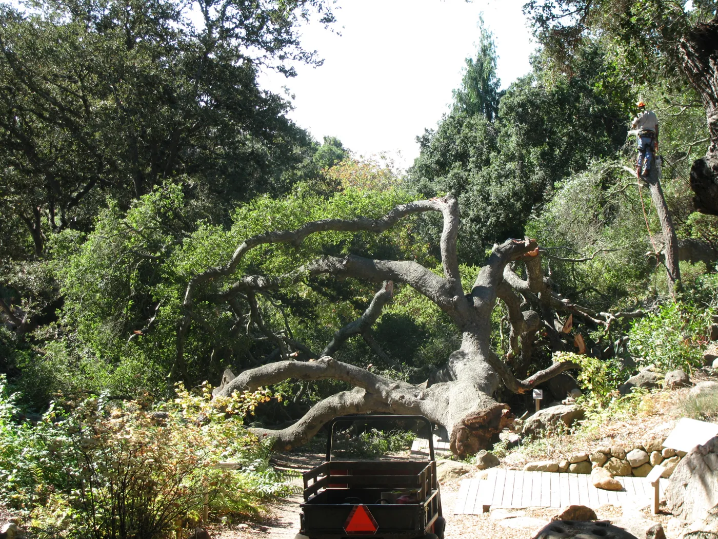 Fallen Oak in Discovery Garden