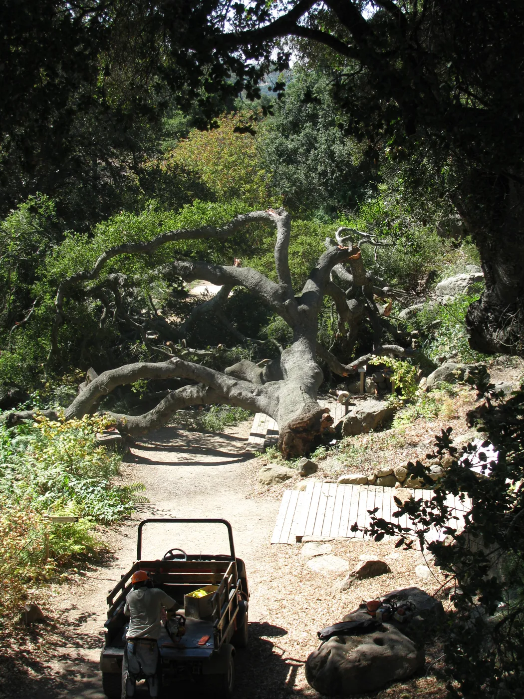 Fallen Oak in Discovery Garden