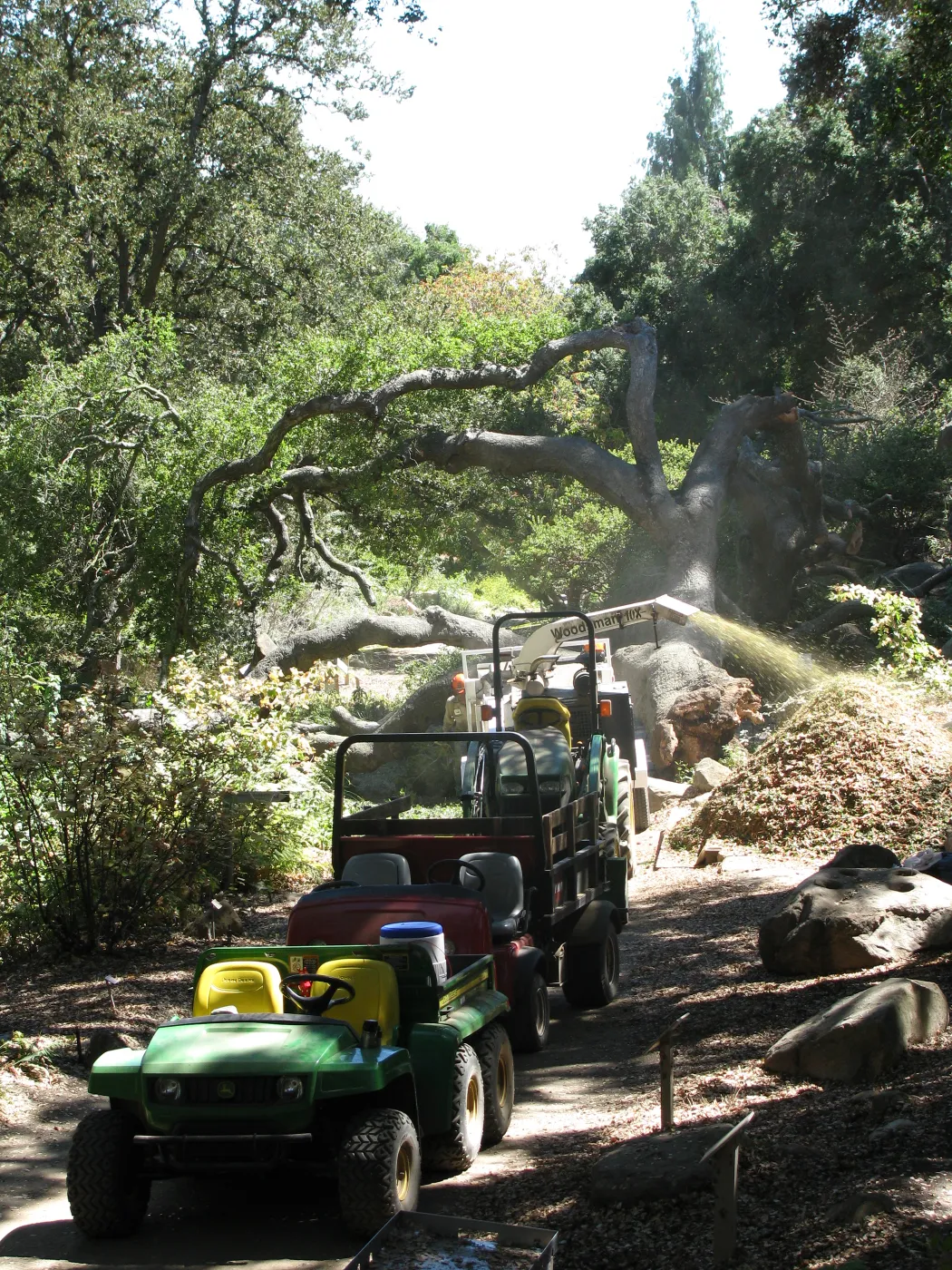 Fallen Oak Trimming