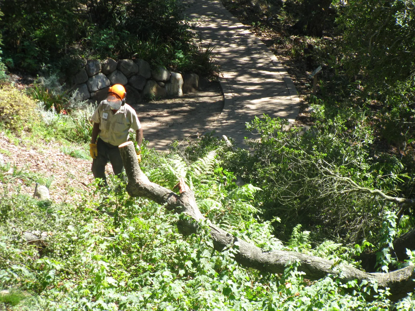 Fallen Oak Trimming