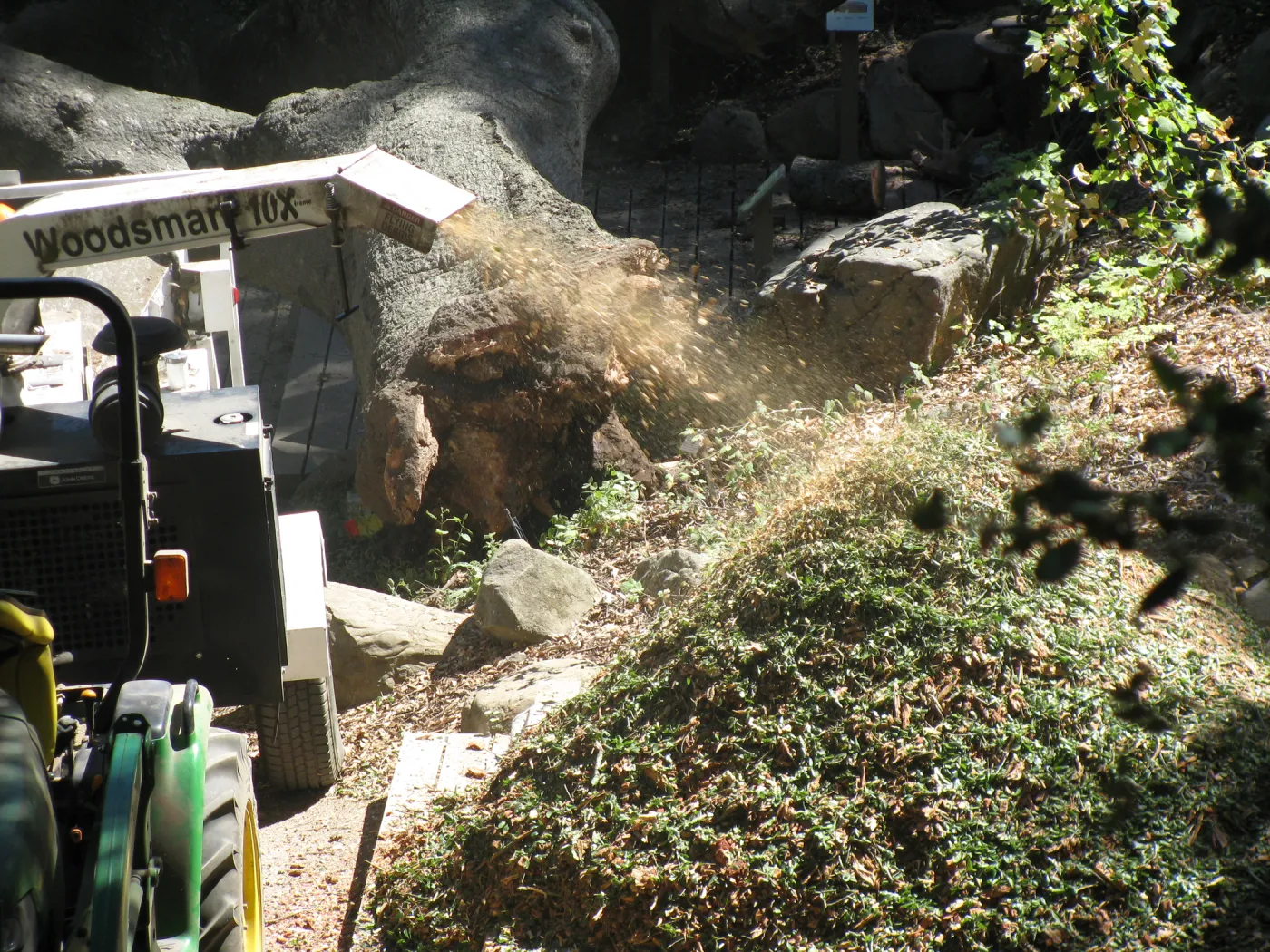 Fallen Oak Trimming