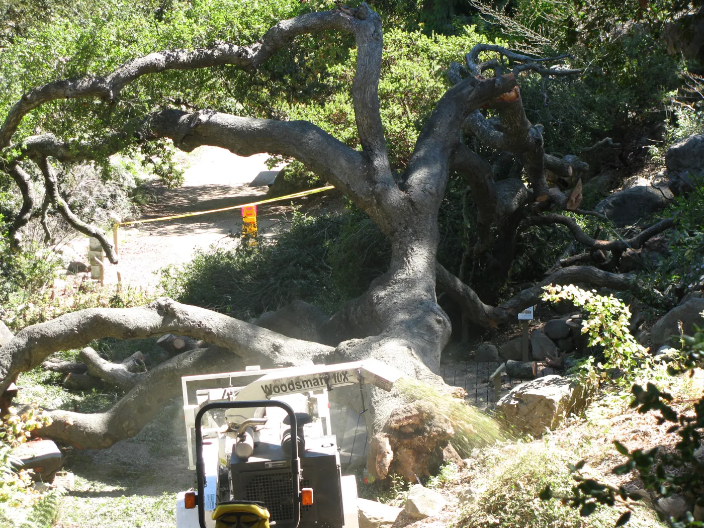 Fallen Oak Trimming