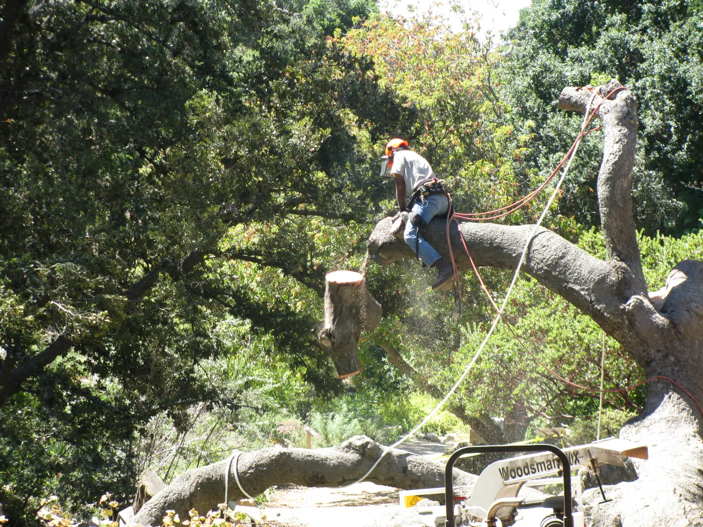 Fallen Oak Trimming