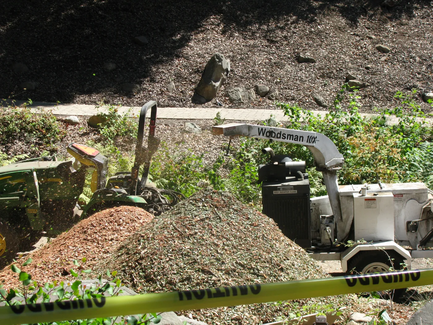 Fallen Oak Trimming