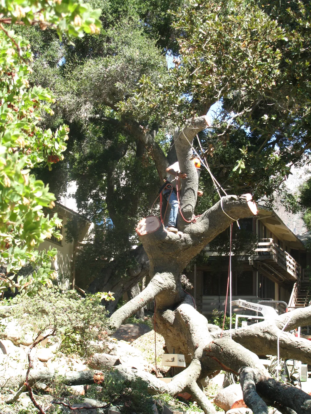 Fallen Oak Trimming