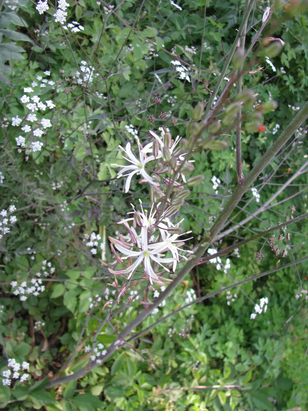 Chlorogalum pomeridianum. Members Picnic 2010