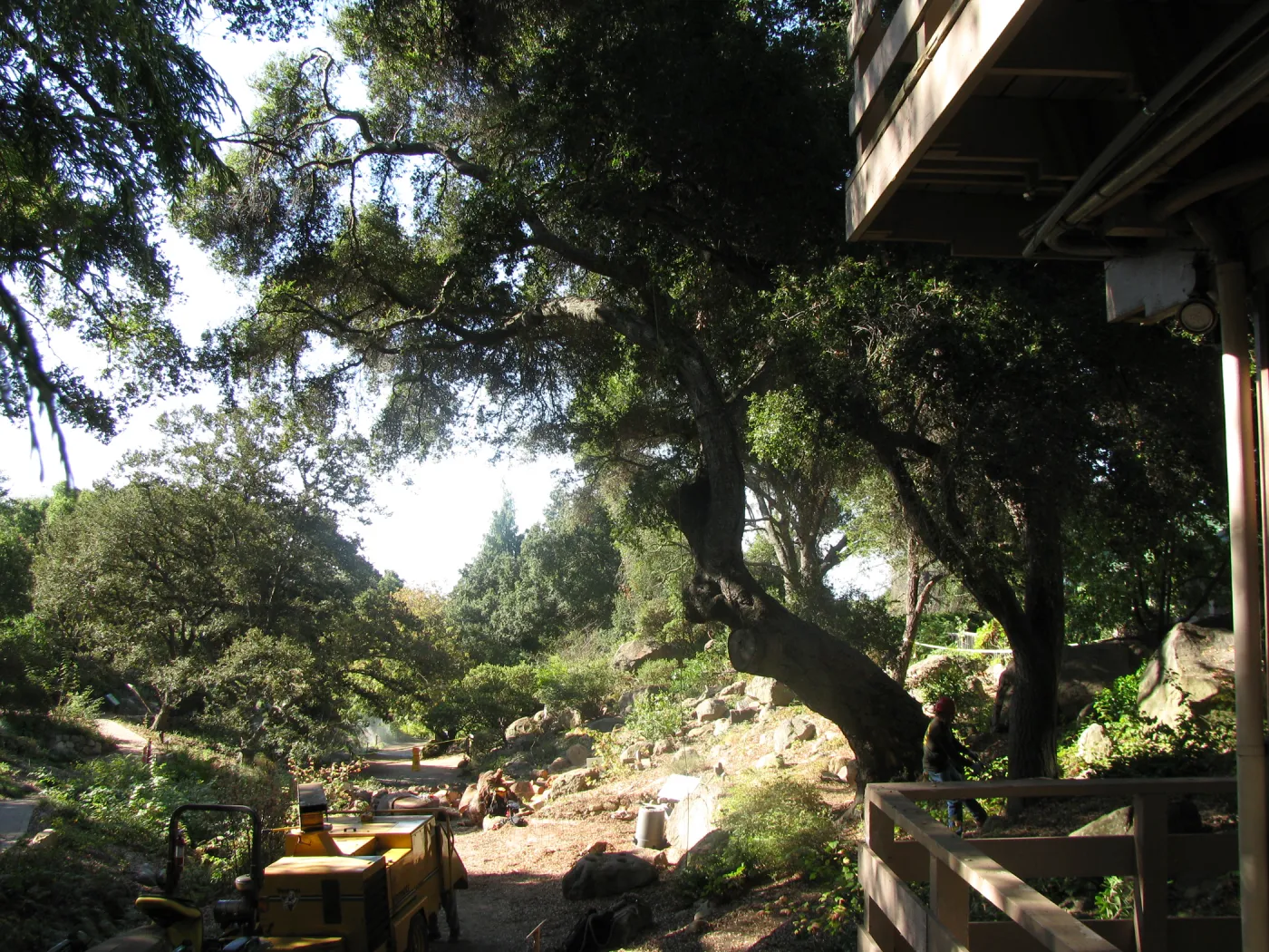 Oak Tree Removal