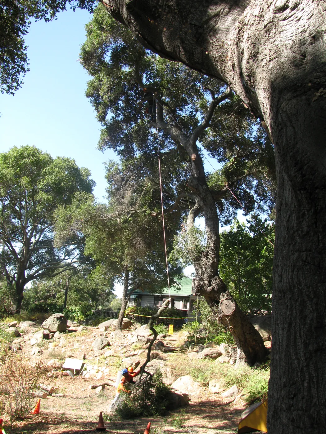 Oak Tree Removal