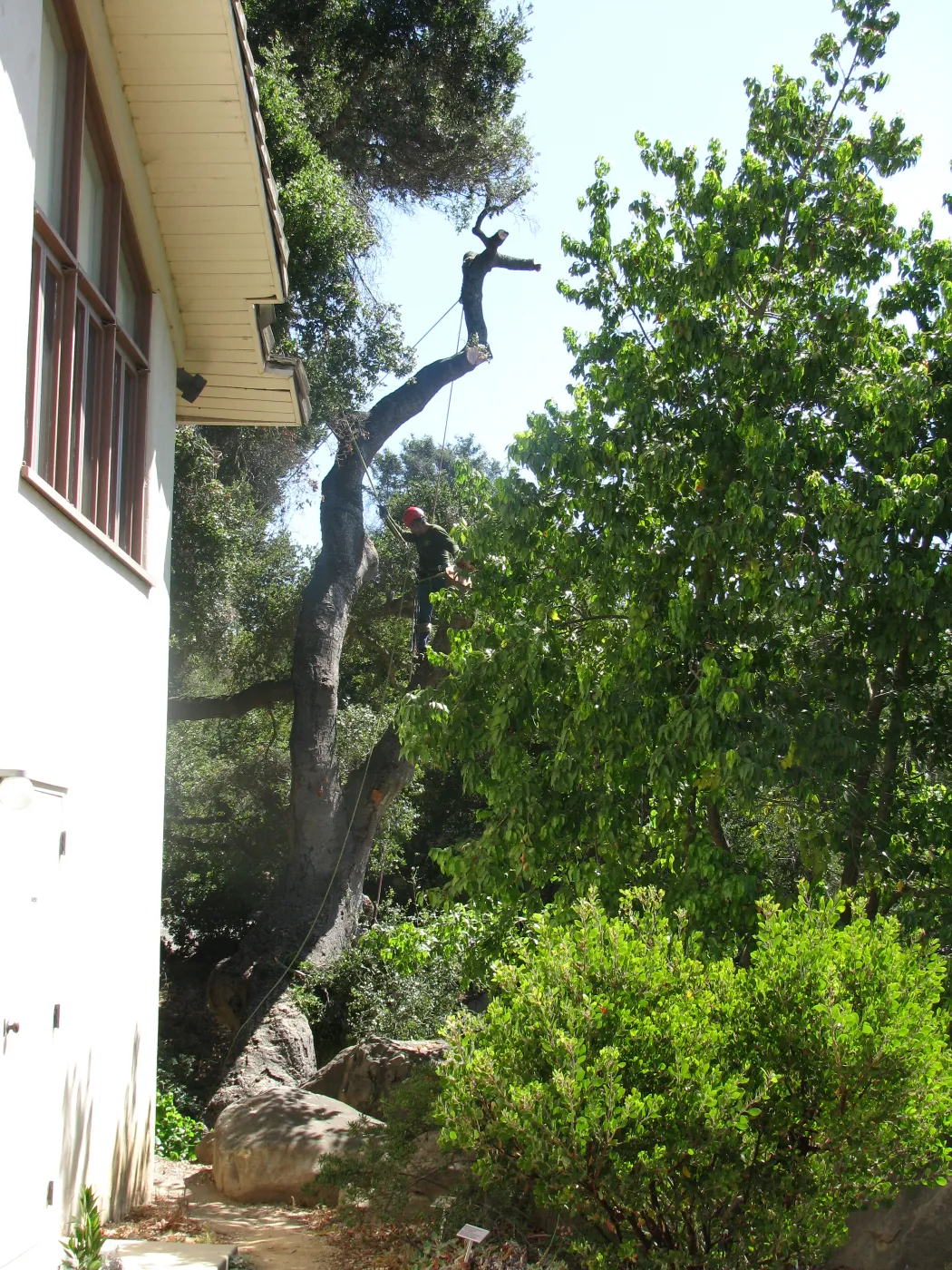 Oak Tree Removal