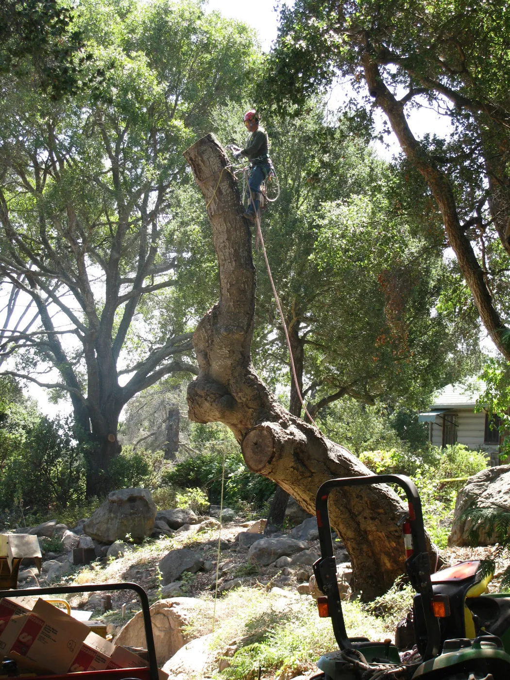 Oak Tree Removal