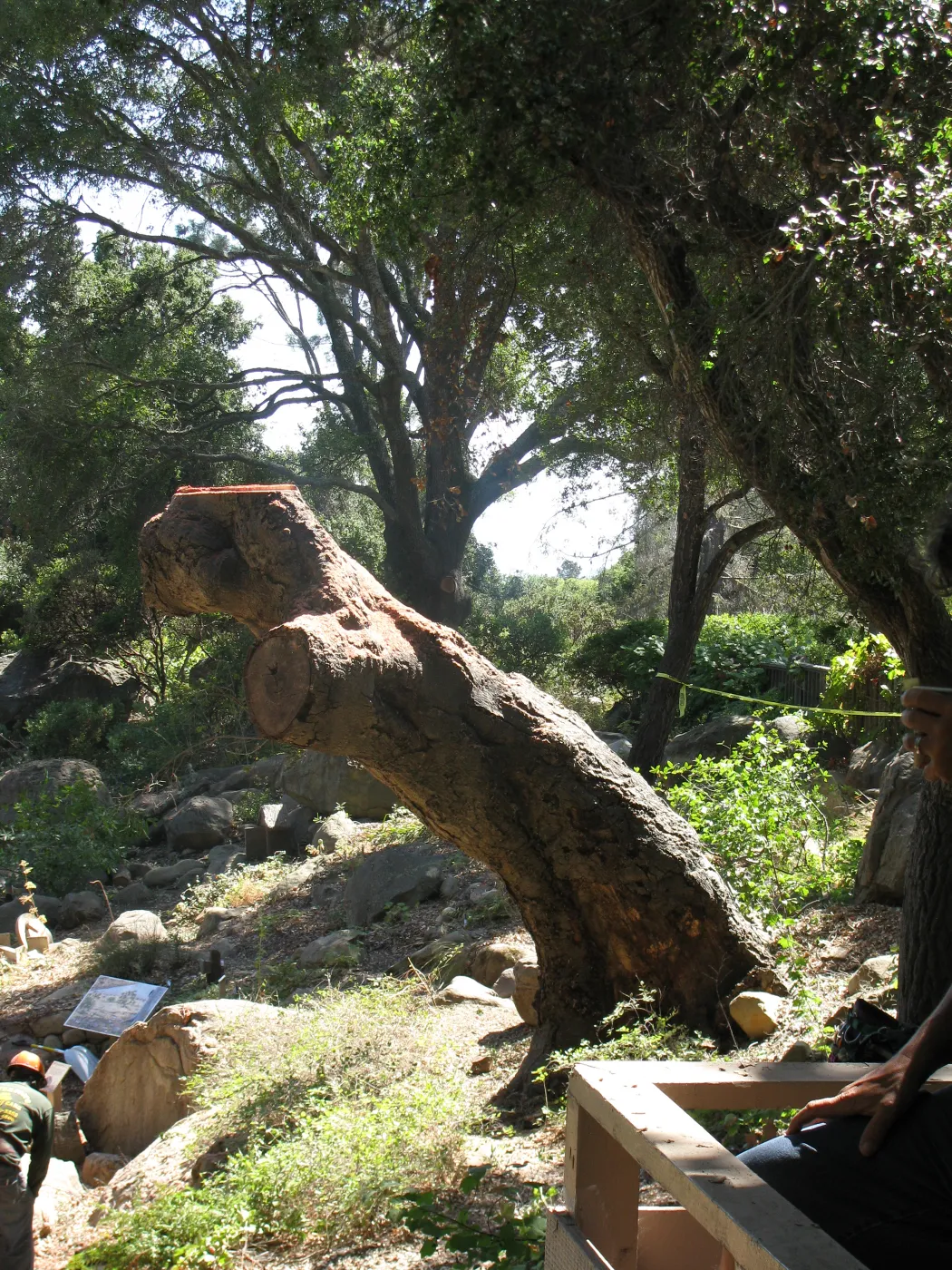 Oak Tree Removal