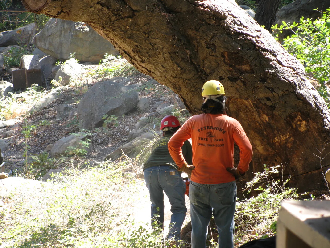 Oak Tree Removal