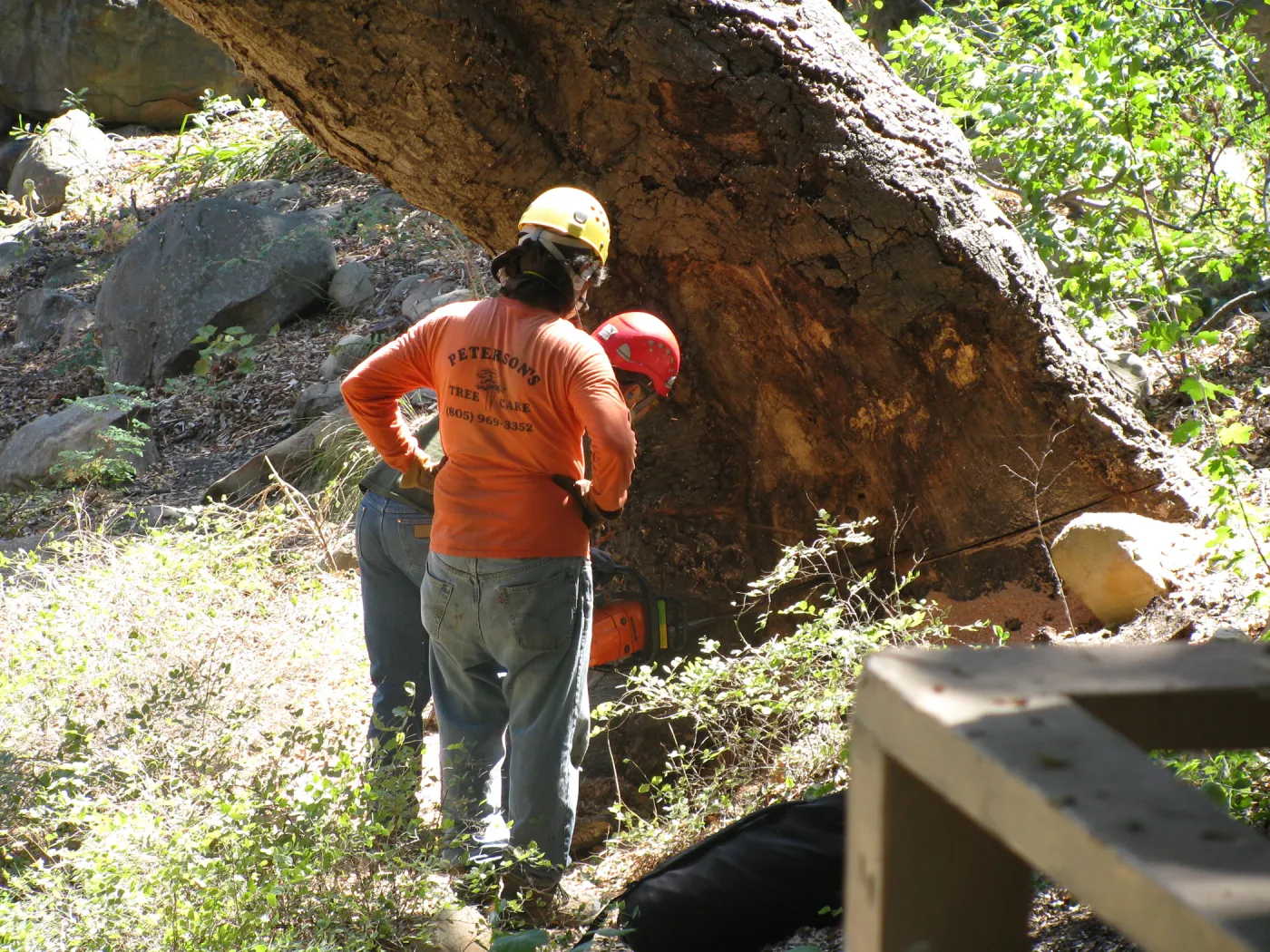 Oak Tree Removal