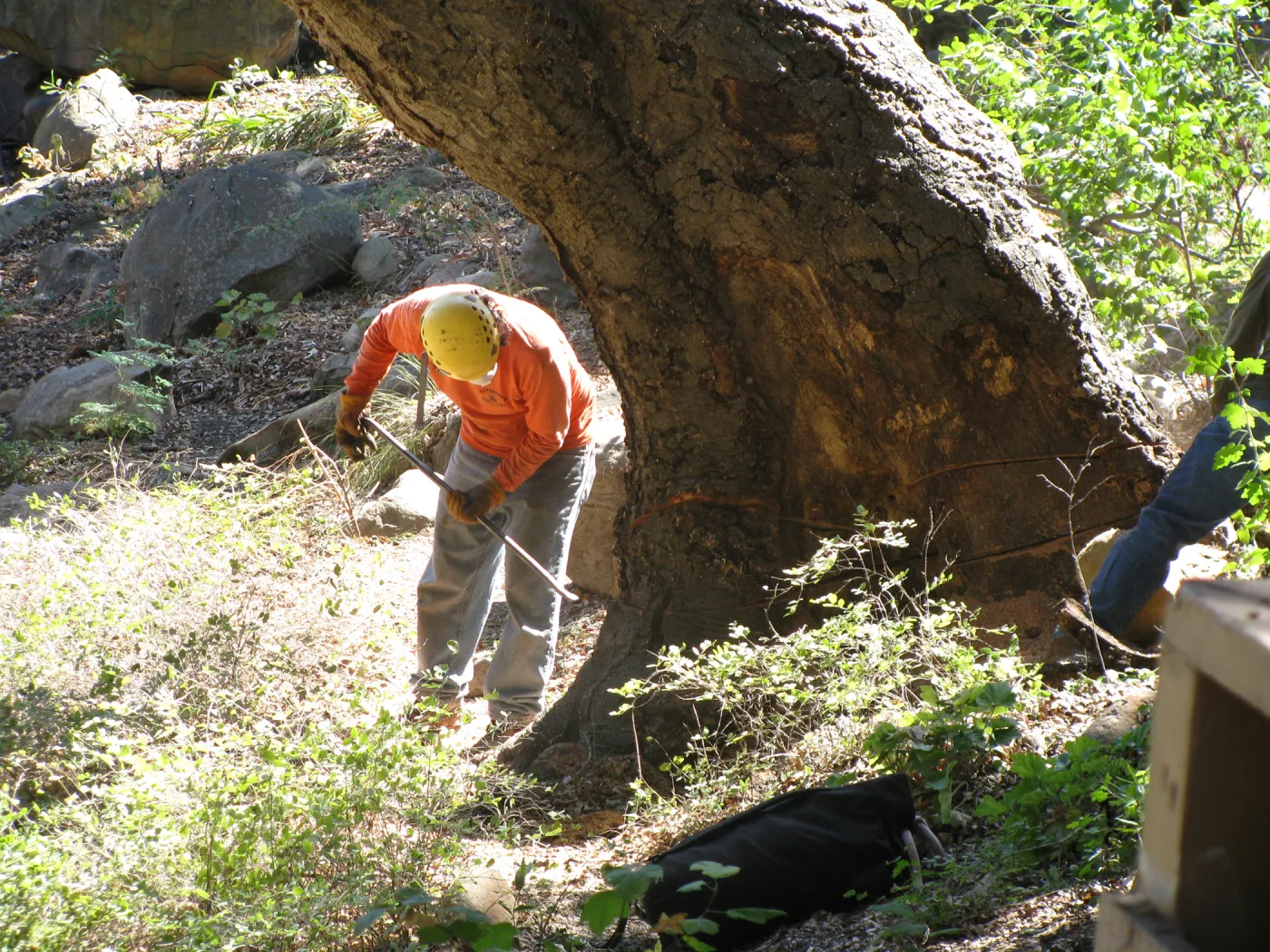 Oak Tree Removal