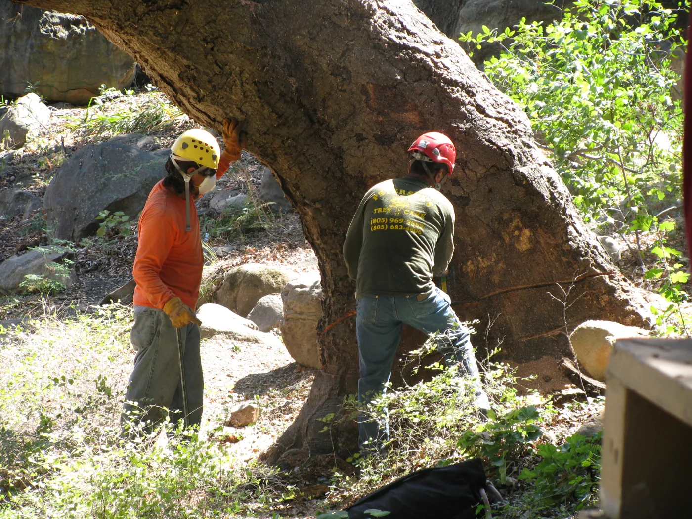 Oak Tree Removal