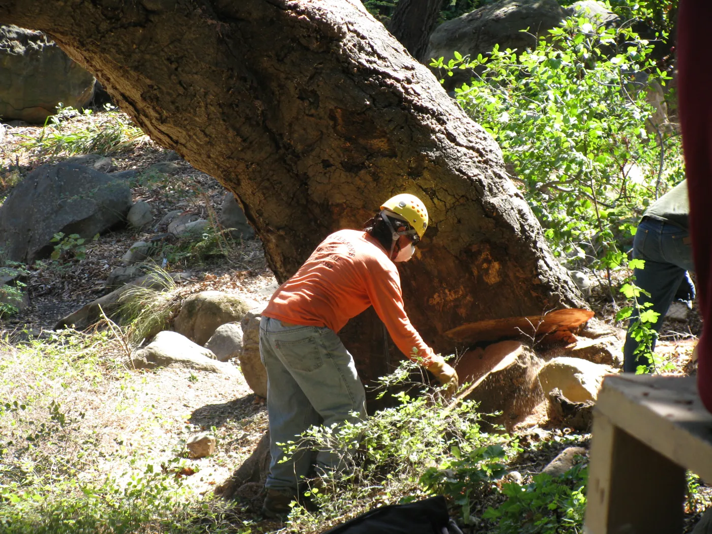 Oak Tree Removal