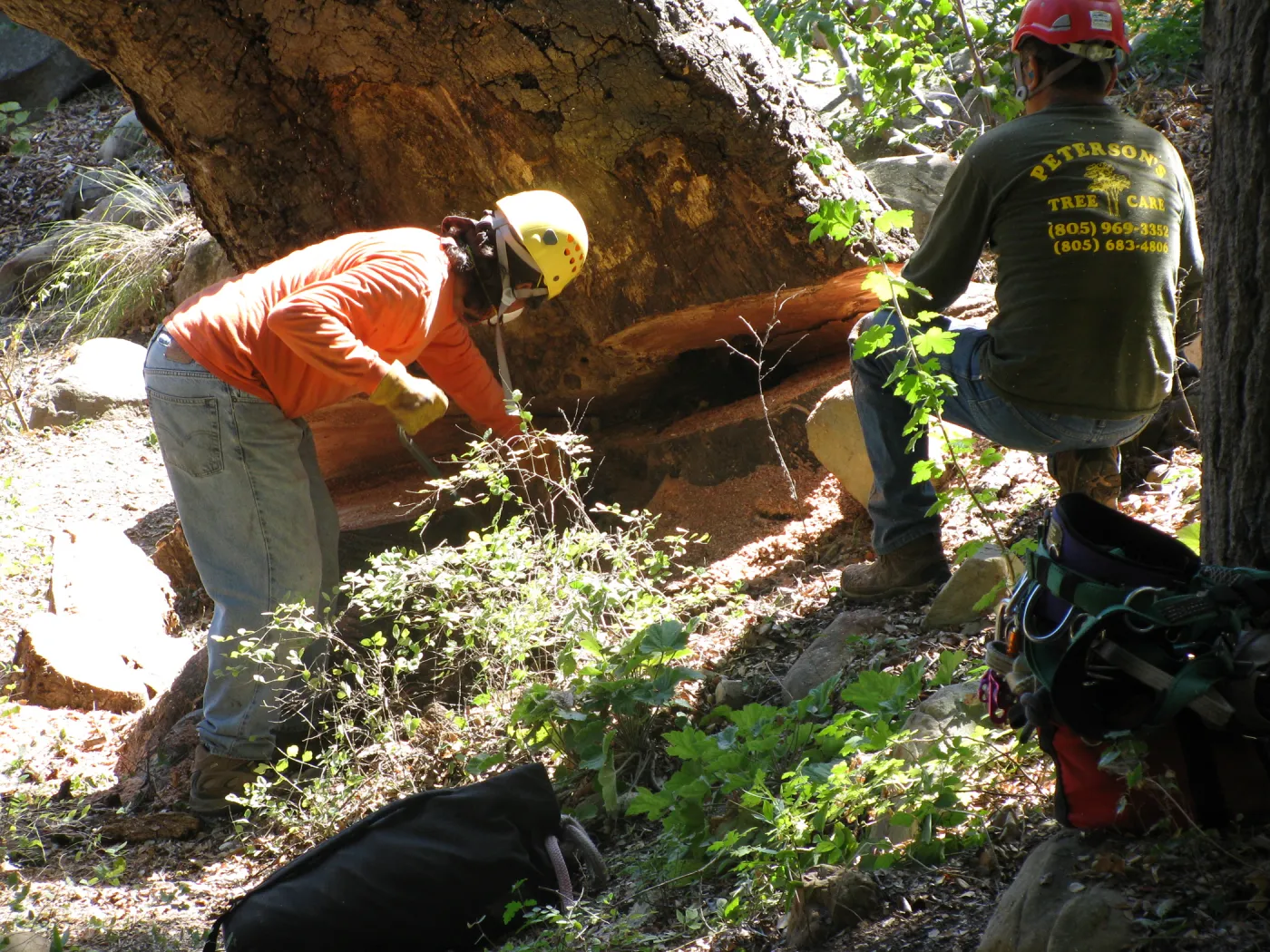 Oak Tree Removal