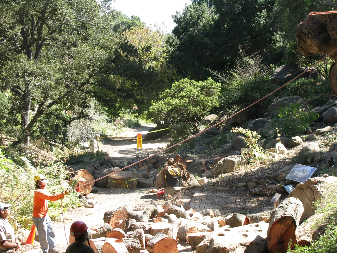 Oak Tree Removal