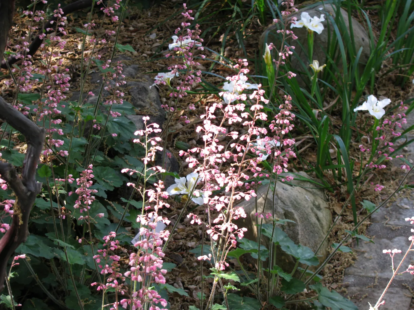 Heuchera at Main Entrance