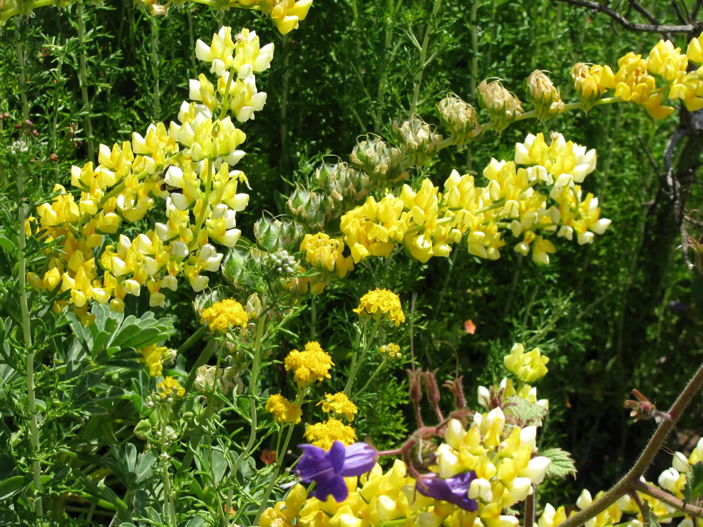 Lupinus densiflorus on Porter Trail