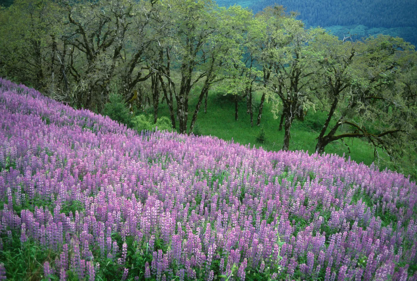 Plants of California Slide Show scans by Mad Systems (Disc 6) (lupine)