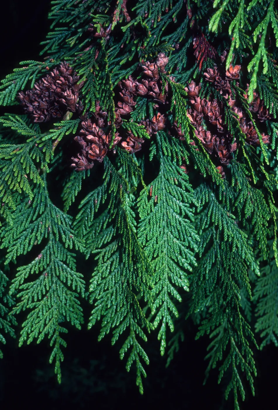 Plants of California Slide Show scans by Mad Systems (Disc 7)