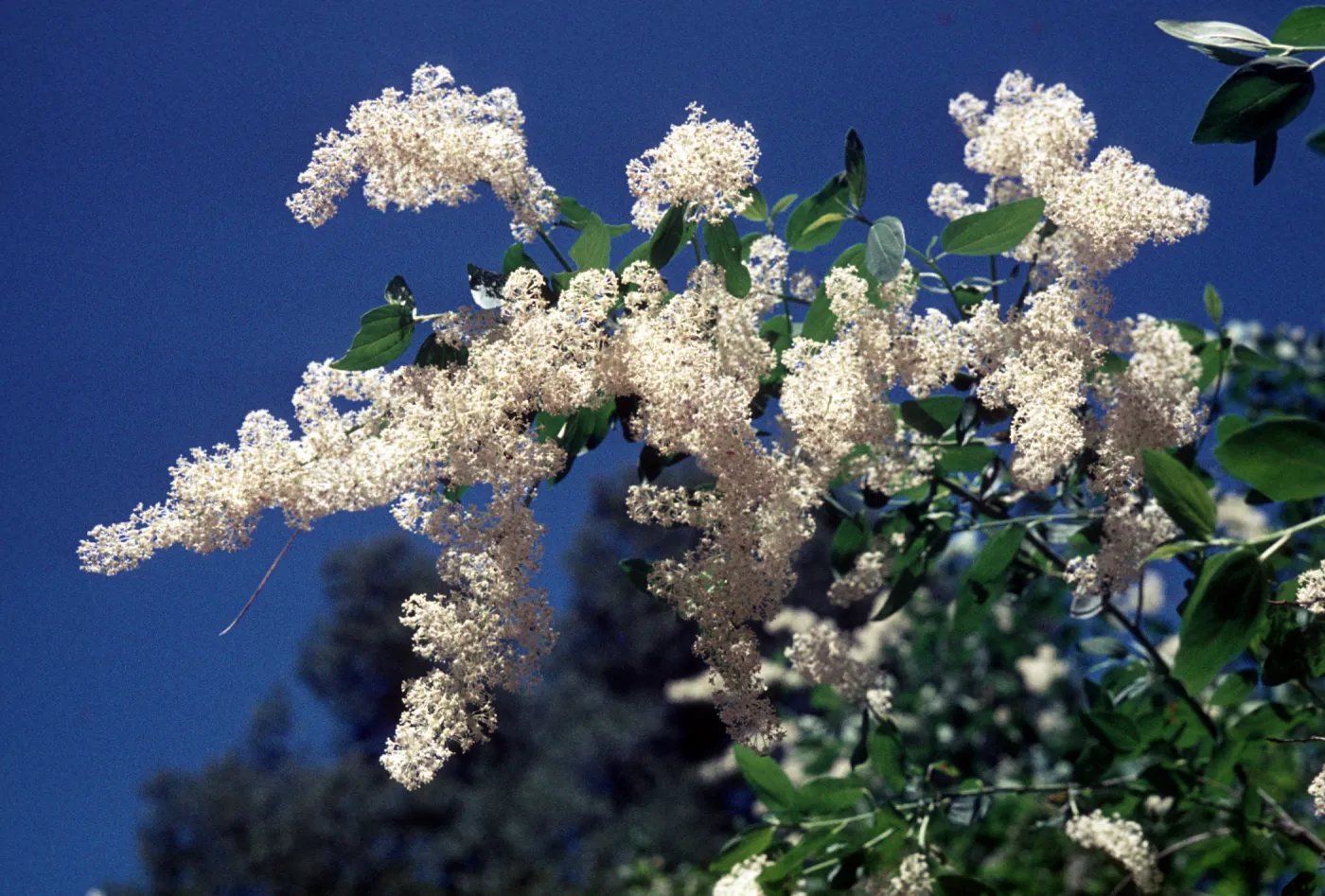 SBBG_BD_04004.jpg