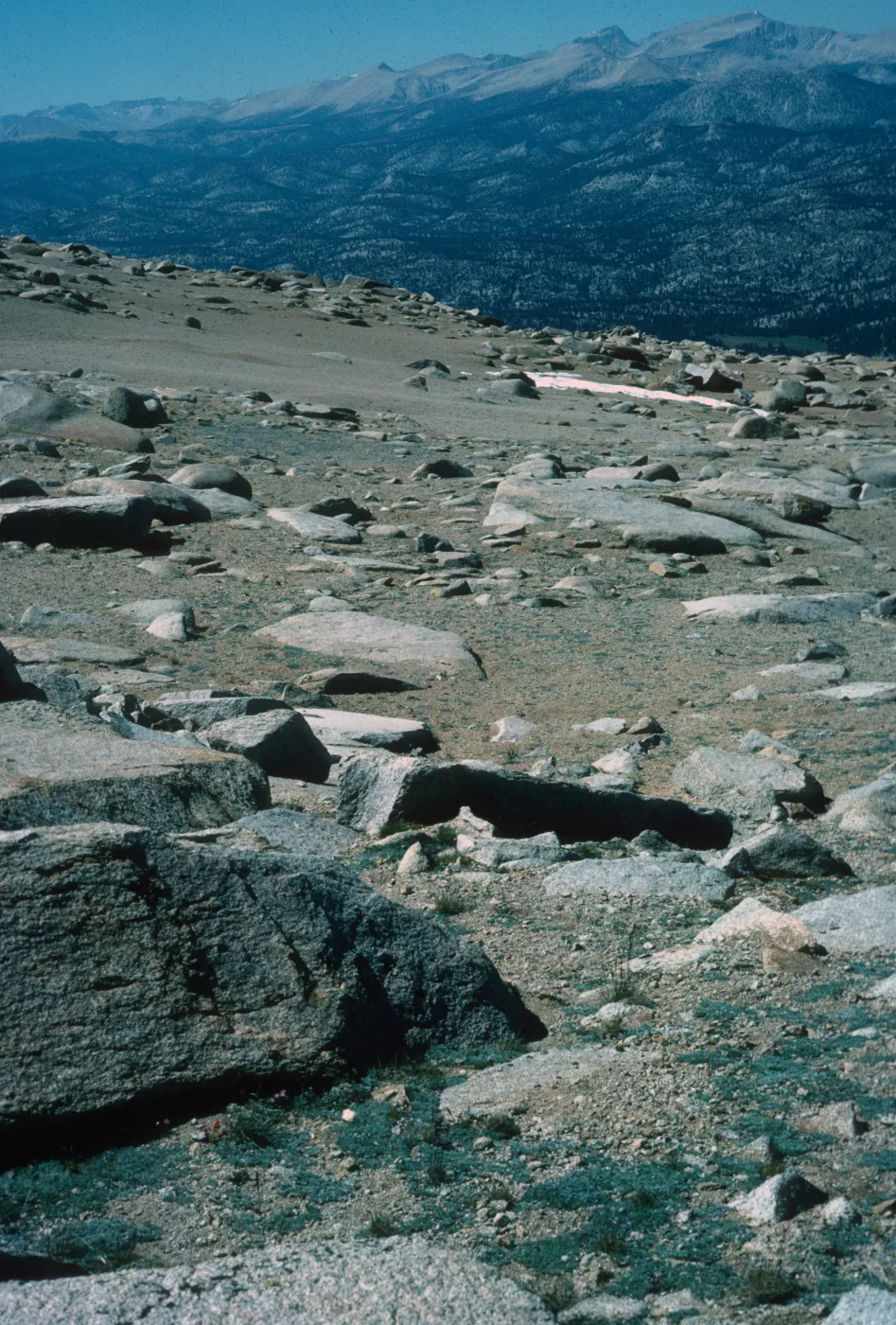 Alpine Fell-Fields, Plants of California Slide Show scans by Mad Systems (Disc 11)