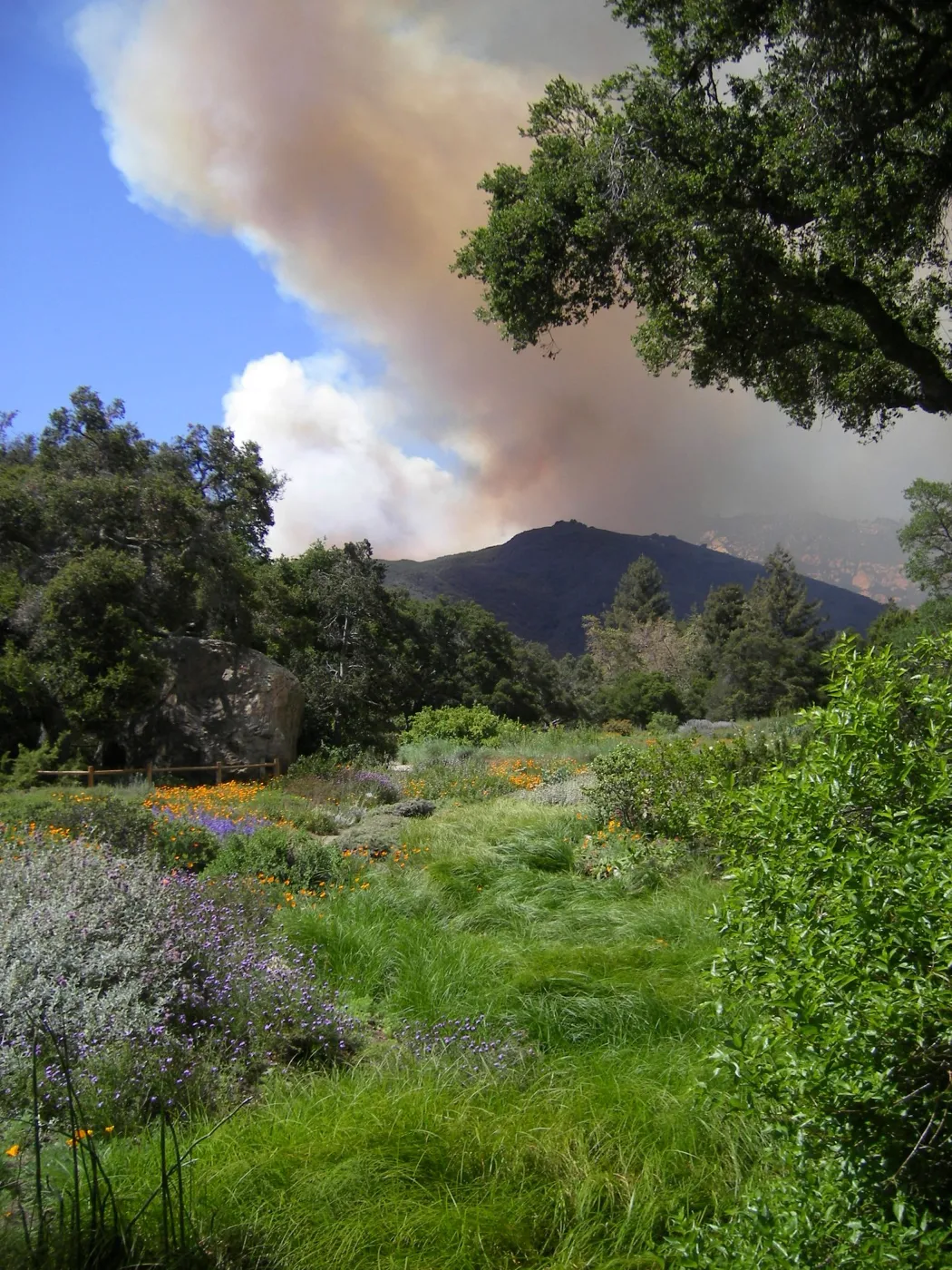 SBBG Meadow view with the Jesusita Fire burning behind Cathedral Peak, 3:14:47 PM