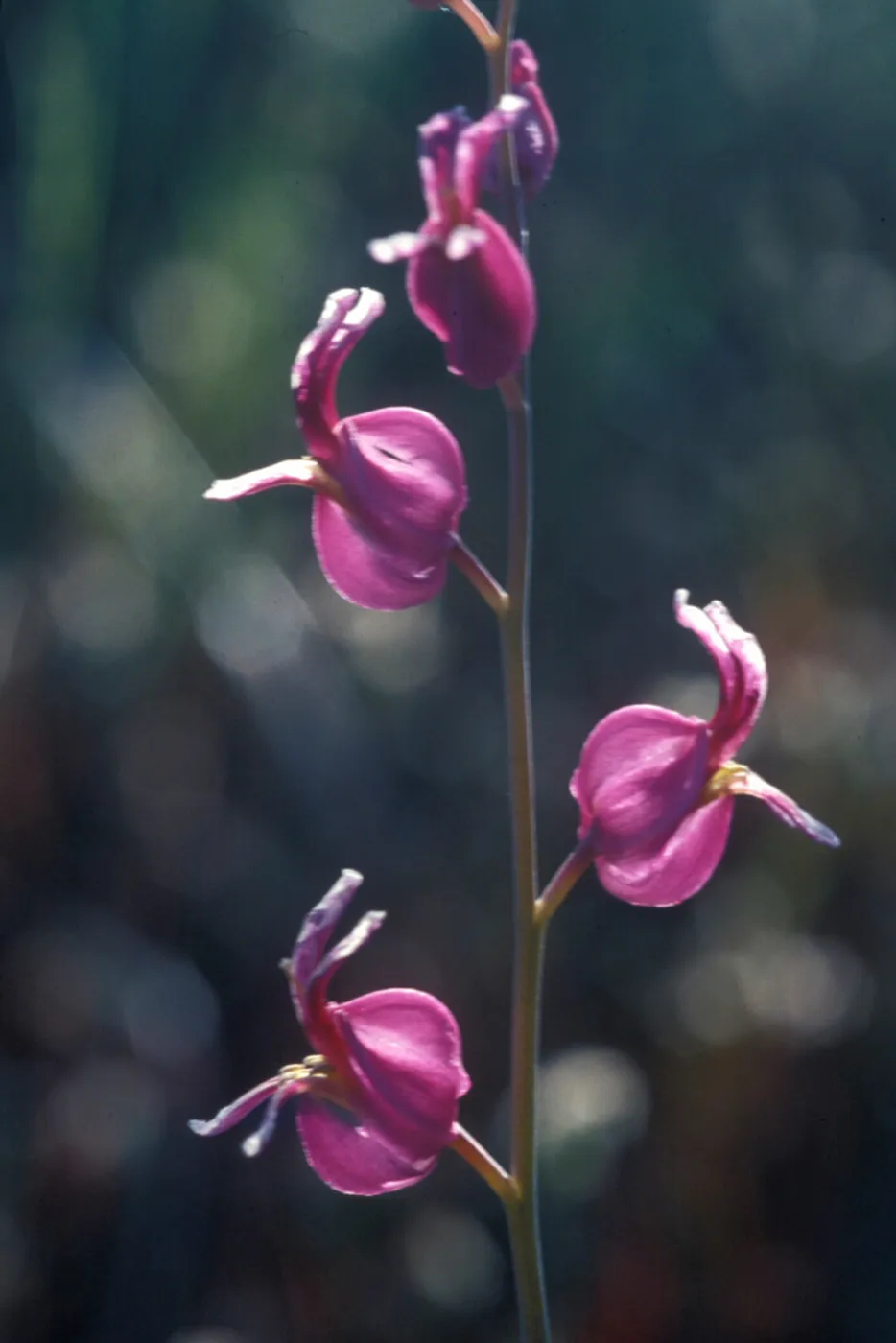 beautiful jewel flower, Garden CPC plant