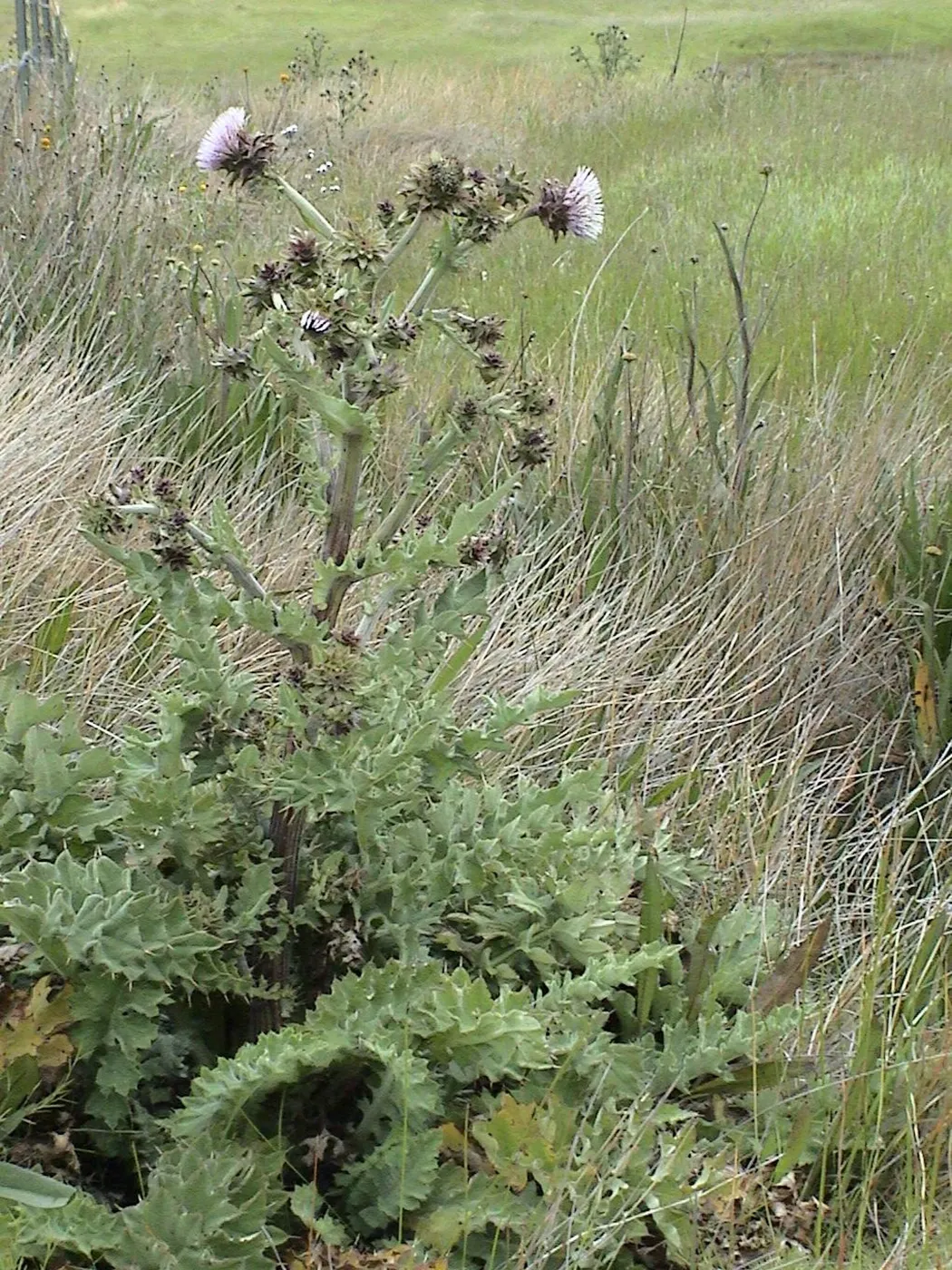 Cirsium fontinale var. obispoense, Chorro Creek bog thistle, Garden CPC plant