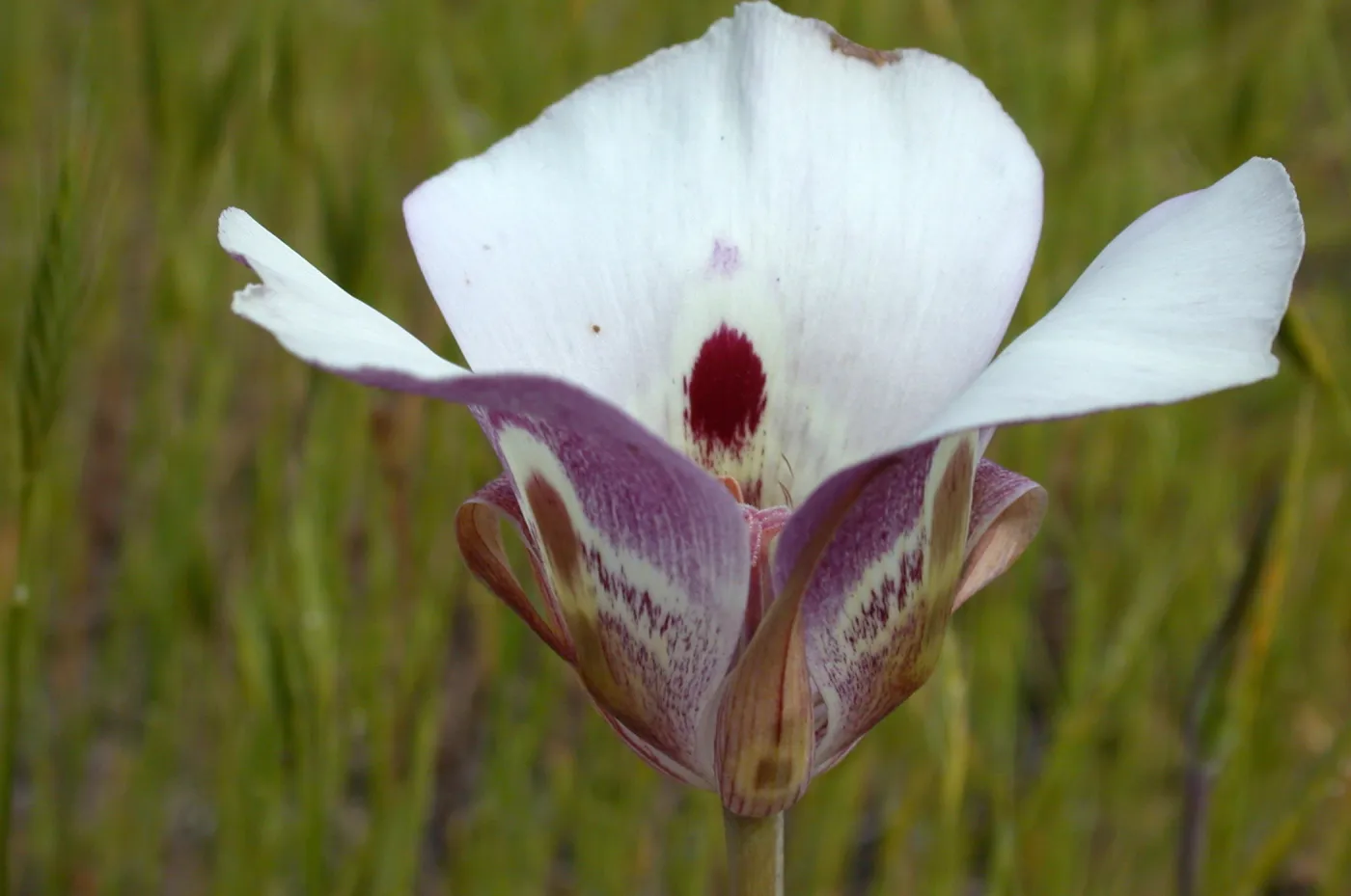 Calochortus argillosus, clay mariposa, Garden CPC plant