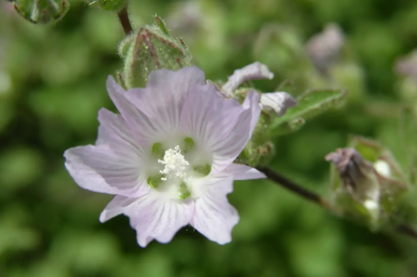 Sidalcea hickmanii ssp. anomala, Cuesta checker mallow, Garden CPC plant