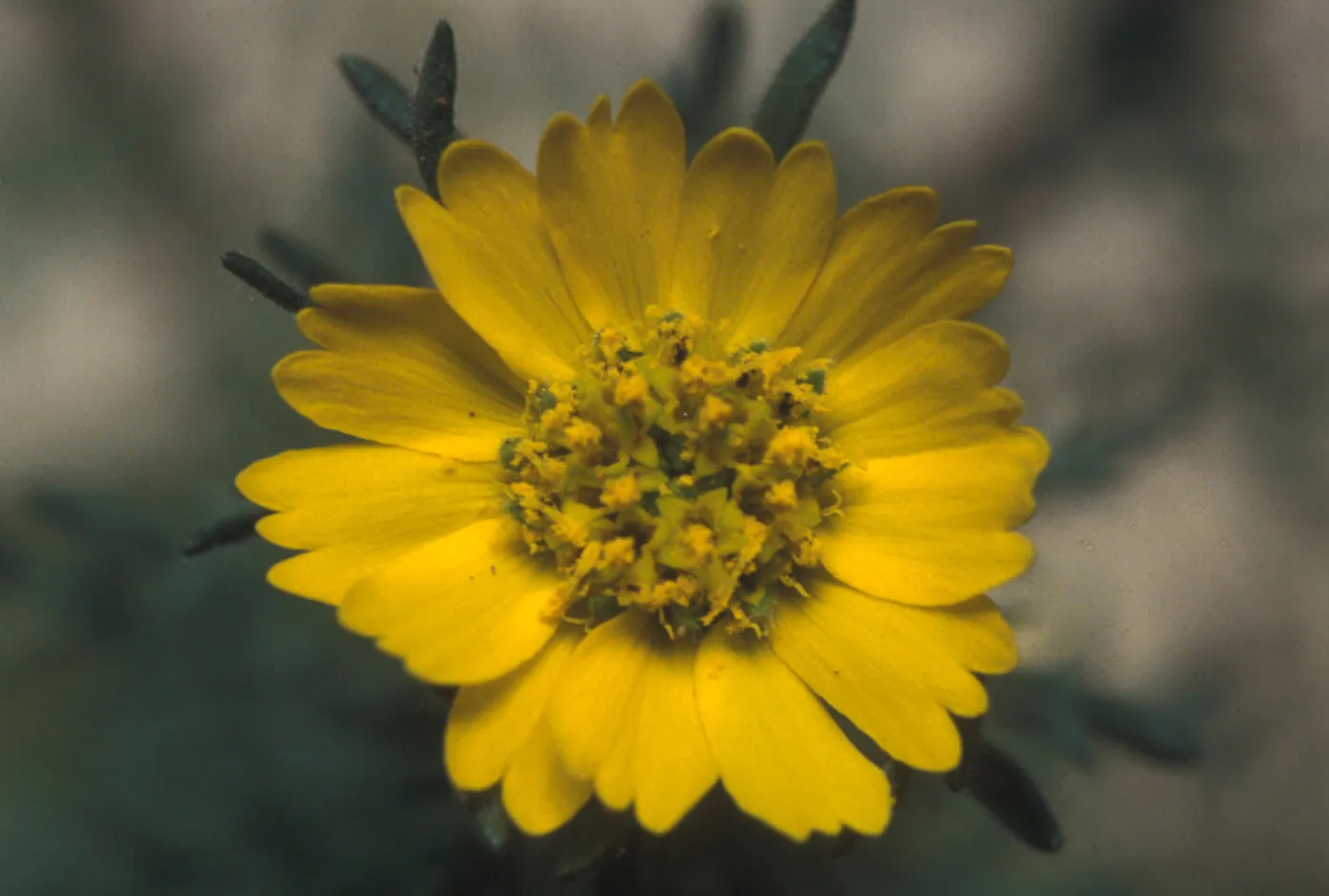 Deinandra increscens ssp. villosa, Gaviota tar plant, Garden CPC plant