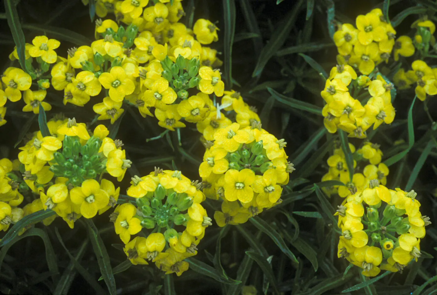 Erysimum insulare, island wallflower, Garden CPC plant