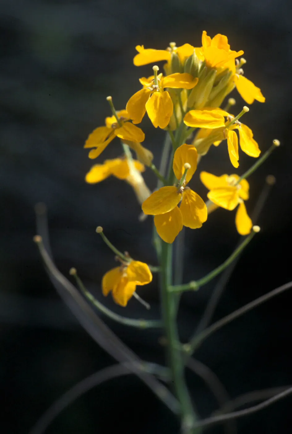 Lompoc wallflower, Garden CPC plant