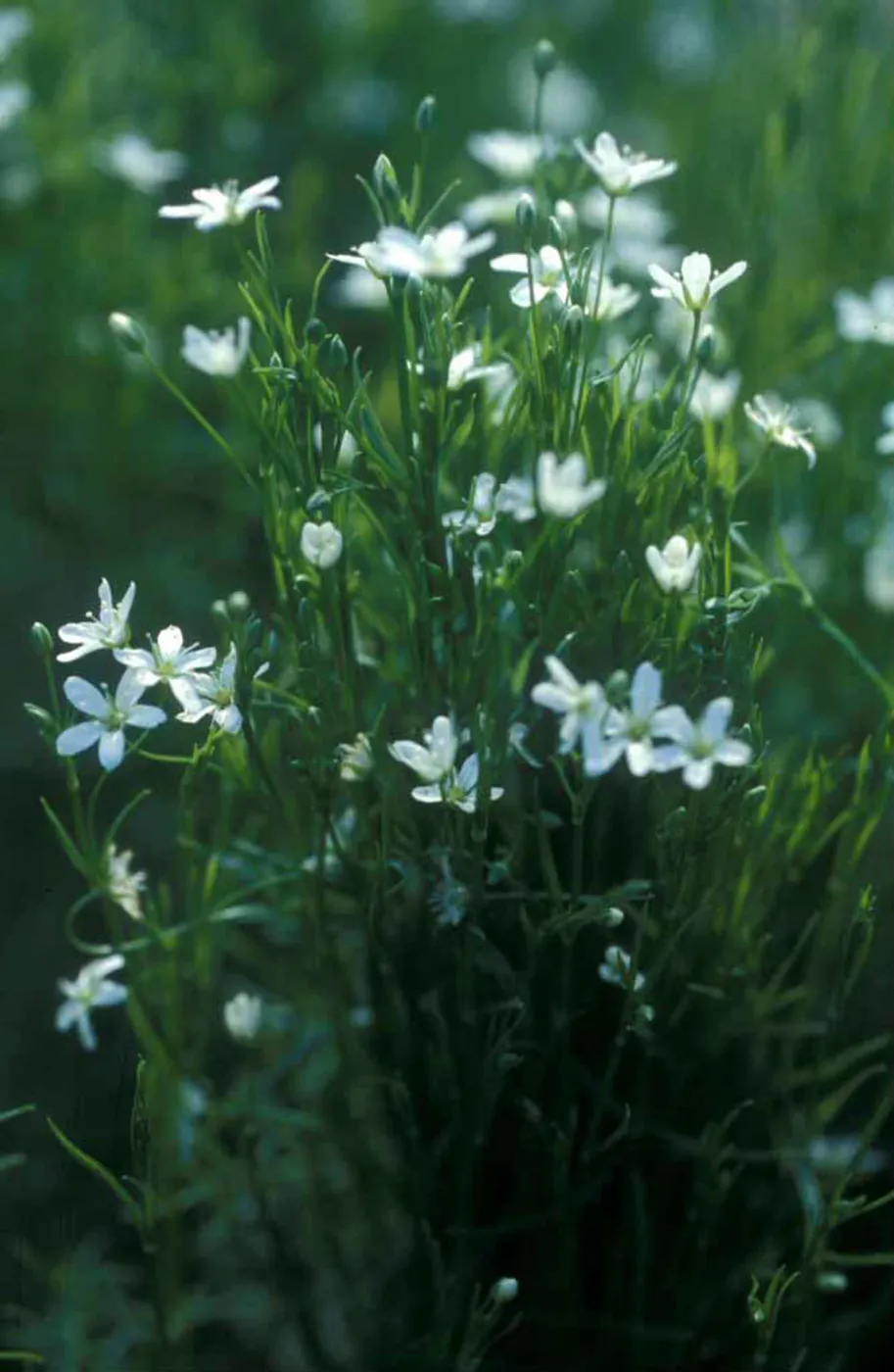 Arenaria paludicola, marsh sandwort, Garden CPC plant