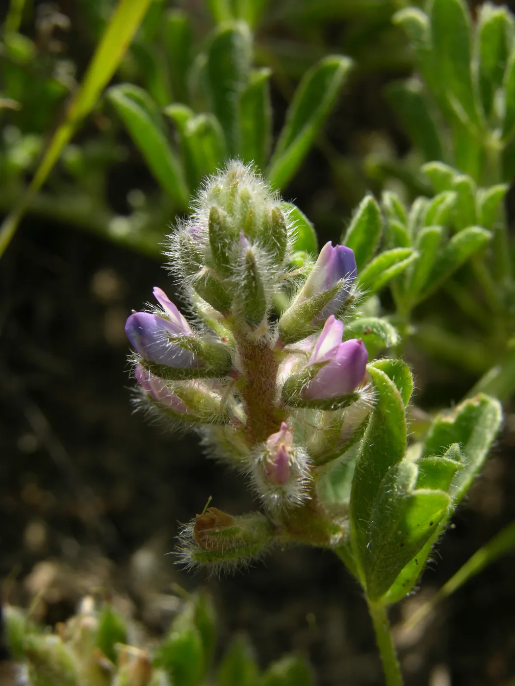 Nipomo lupine, Garden CPC plant