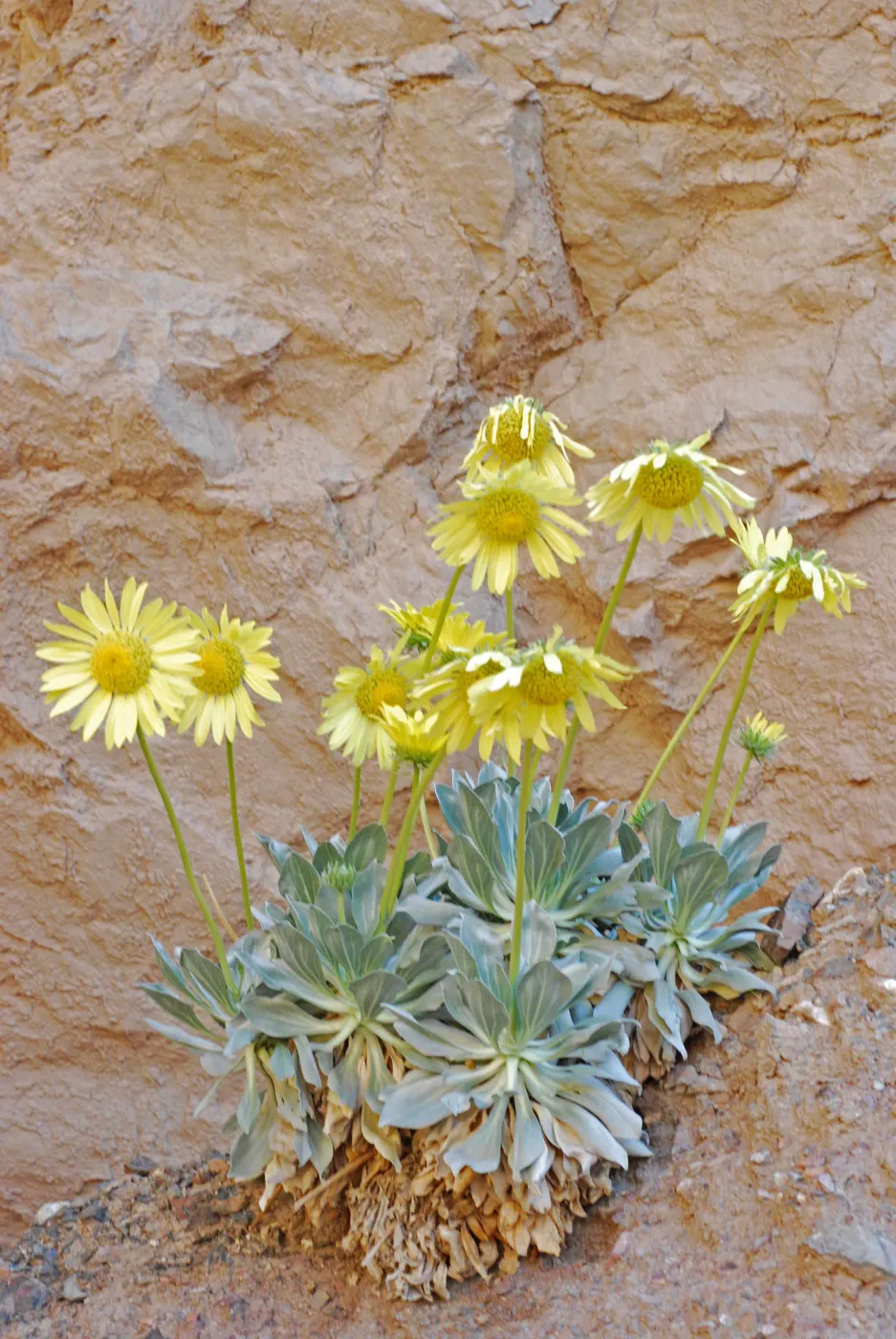 Panamint daisy, Garden CPC plant