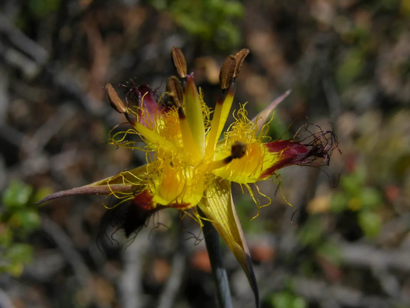 San Luis mariposa, Garden CPC plant