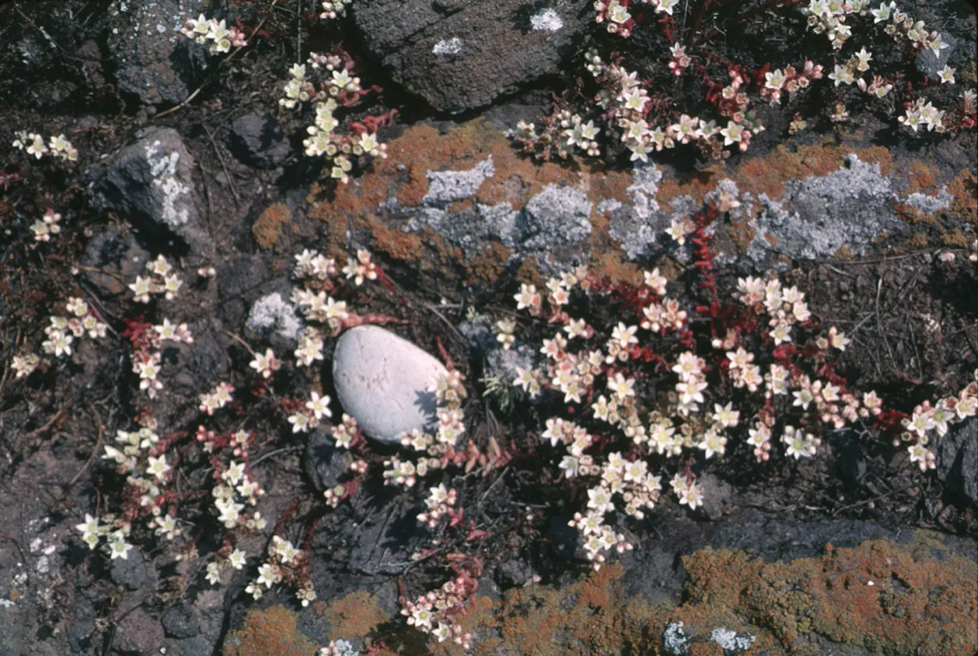 Santa Cruz Island liveforever, Garden CPC plant
