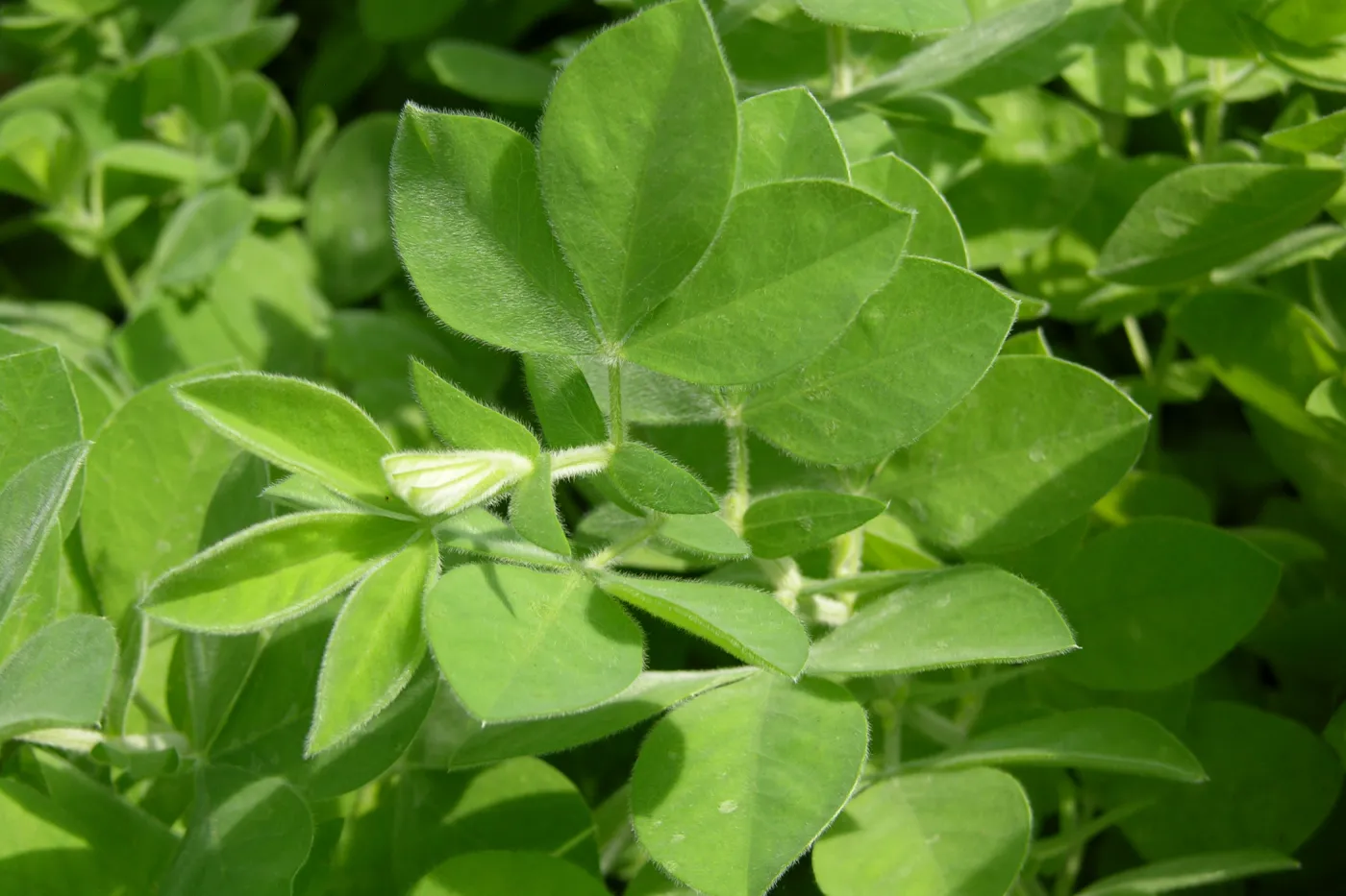 Santa Ynez false lupine, Garden CPC plant