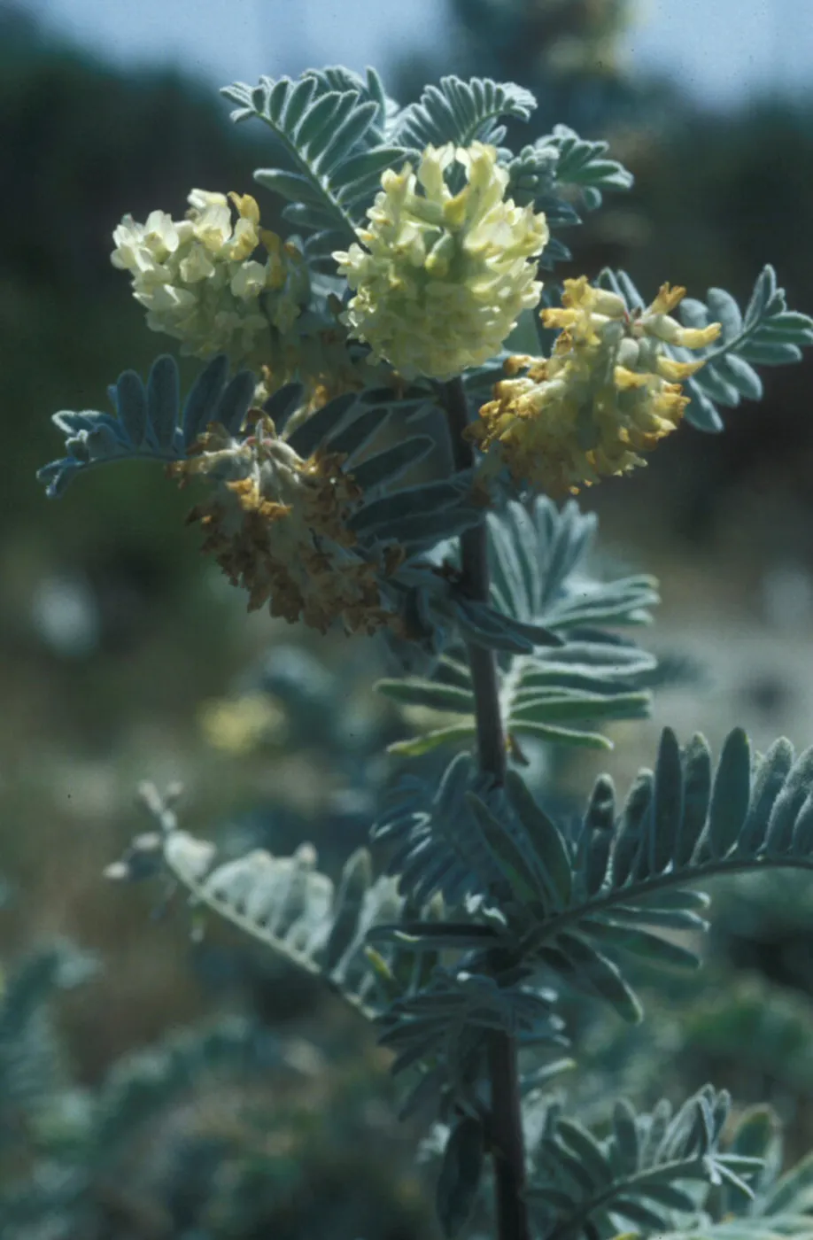 Ventura marsh milk vetch, Garden CPC plant
